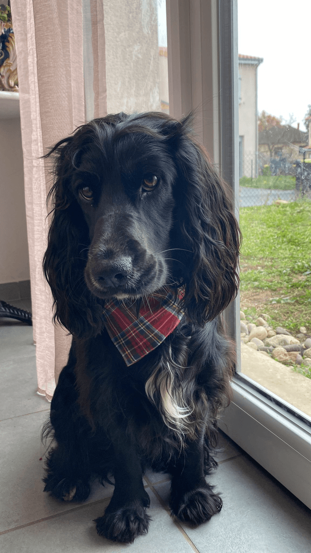 Bandana Cooper